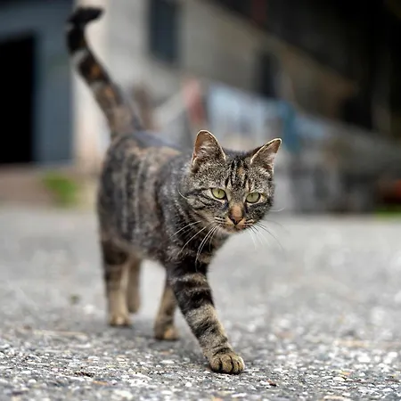 Eisenmannhof * Mittelbach