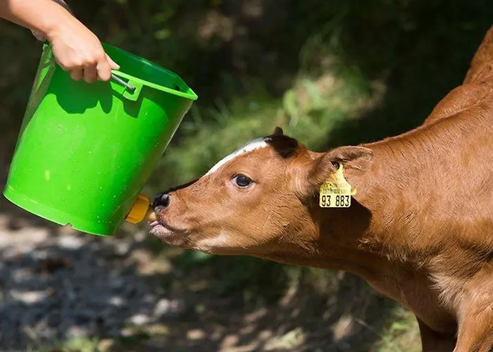 Eisenmannhof غينغنباخ