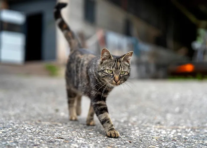 Eisenmannhof * غينغنباخ