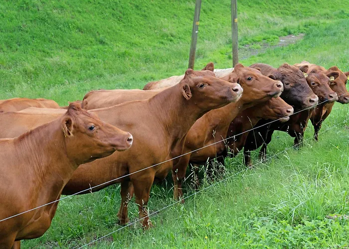 Eisenmannhof * غينغنباخ